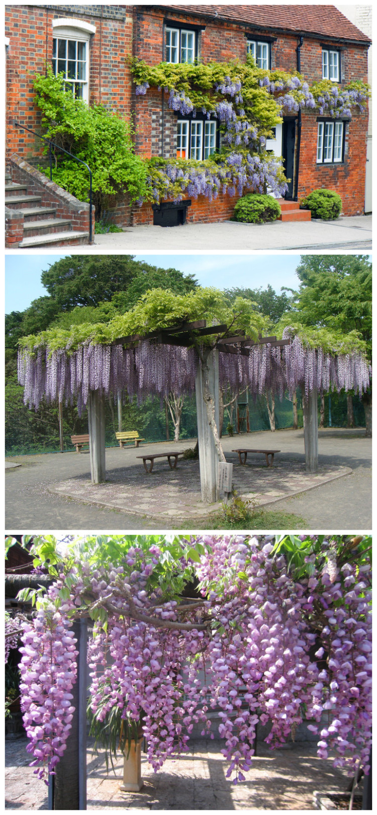 庭院花卉 多花紫藤花树苗爬藤植物紫藤紫藤萝 紫藤树苗绿植盆栽 多花