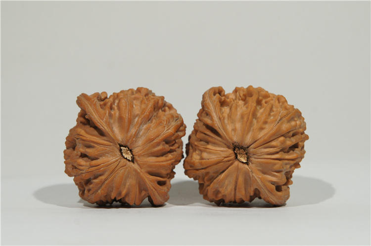 【文玩八方】矮桩 闷头 大肚 43mm 磨盘狮子头 m42 文玩 把玩 麻核桃