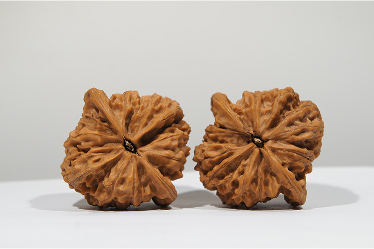 【文玩八方】河北兴隆 野生42mm 状元狮子头 yz18 文玩 把玩 麻核桃