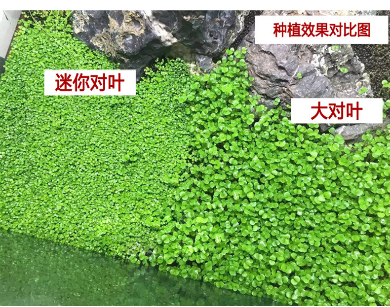 森森水草种子水族造景大对叶迷你对叶鱼缸前景草速成草坪种子 sc-26