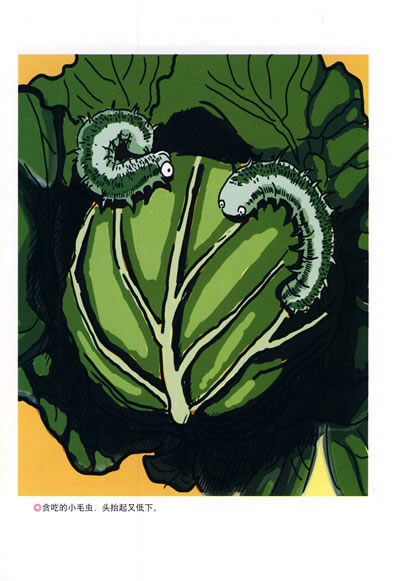 在中国的影响 我的故事 我的昆虫情结 神秘的池塘 石蚕 蝉 蟋蟀 螳螂