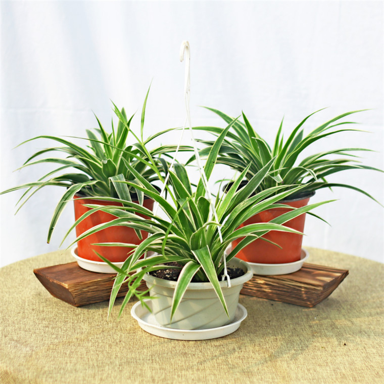 果农人 金边金心吊兰青叶吊兰 水培植物绿萝吊兰花卉 金心5棵水培