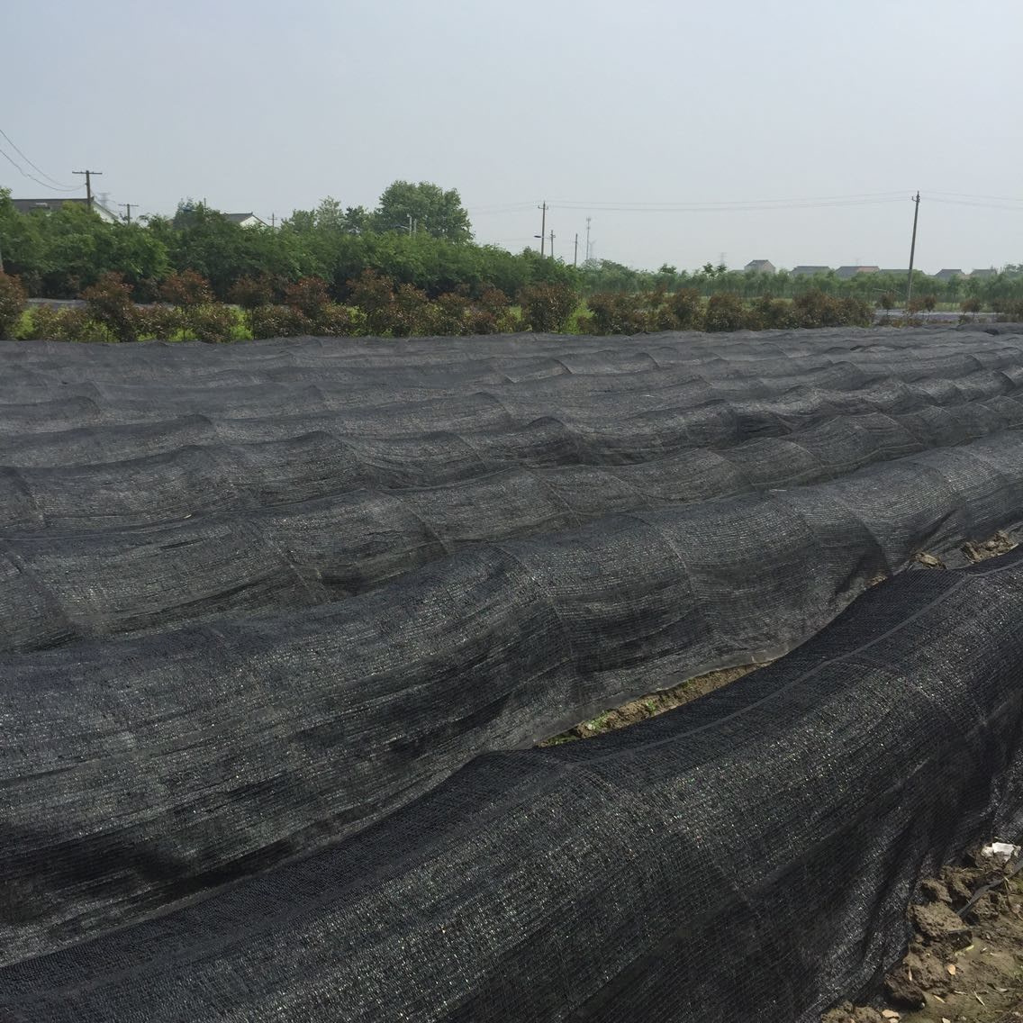 醉花春 加厚加密黑色遮阳网隔热房顶菜园大棚塑料遮阳布3针6针防晒网
