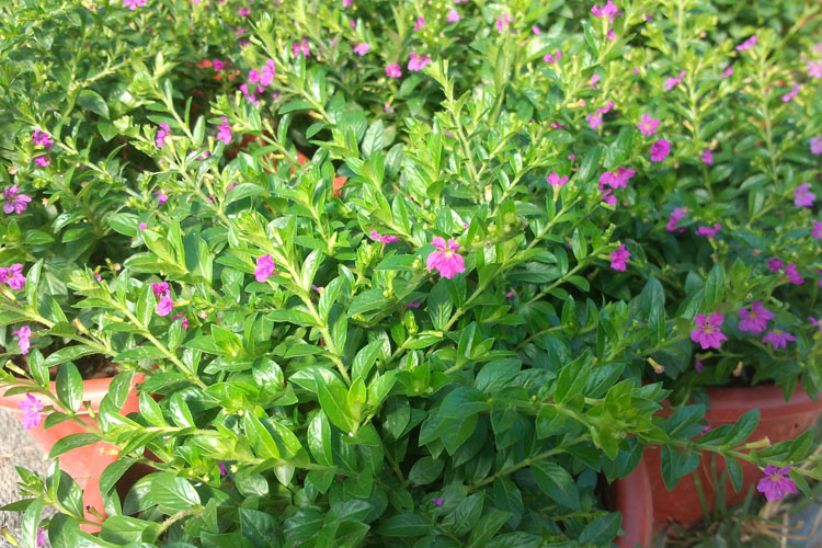 发财树满天星盆栽文竹金鱼吊兰 室内盆栽绿植花卉植物 铁线蕨 加仑盆