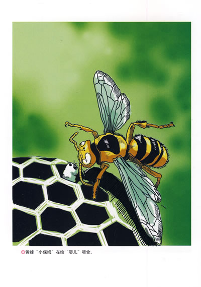 在中国的影响 我的故事 我的昆虫情结 神秘的池塘 石蚕 蝉 蟋蟀 螳螂