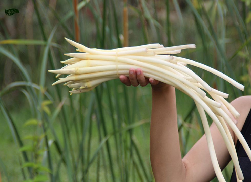 顺丰湖北新鲜藕带藕尖莲藕藕梢子藕肠子稍藕尖莲藕新鲜蔬菜15kg