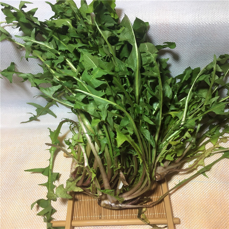 山野野菜东北特色新鲜蒲公英婆婆丁地黄丁苦菜蘸酱菜1kg