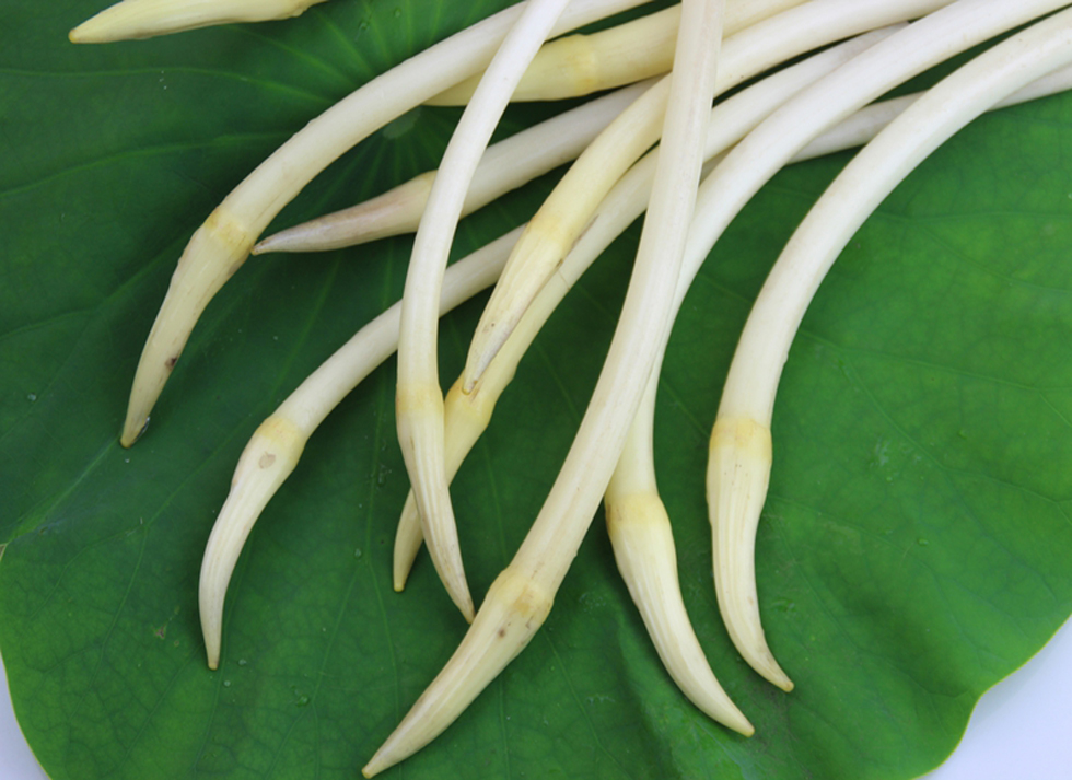 顺丰湖北新鲜藕带藕尖莲藕藕梢子藕肠子稍藕尖莲藕新鲜蔬菜15kg