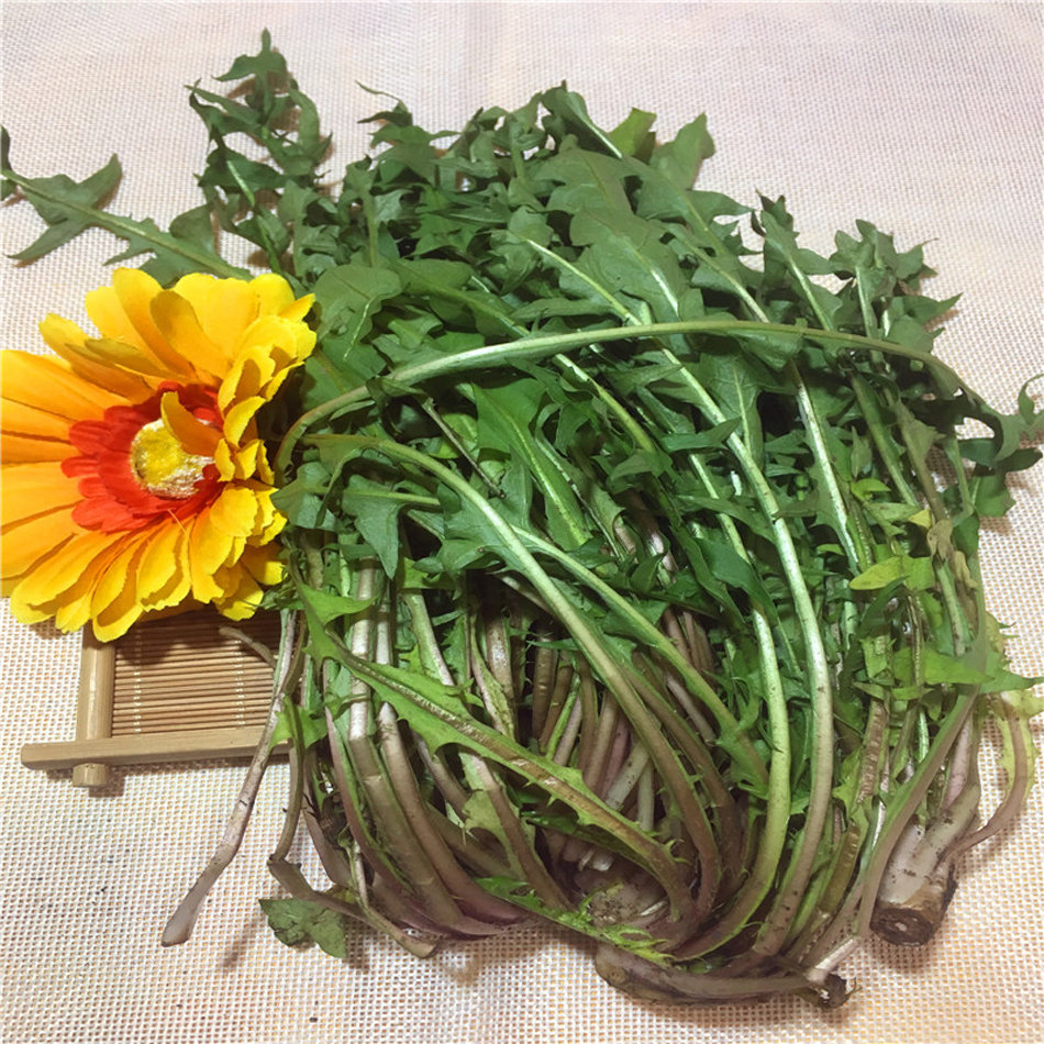 山野野菜东北特色新鲜蒲公英婆婆丁地黄丁苦菜蘸酱菜1kg