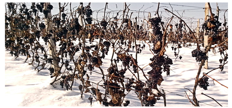 通化斯普瑞 威代尔冰葡萄酒 辽宁桓仁冰白葡萄