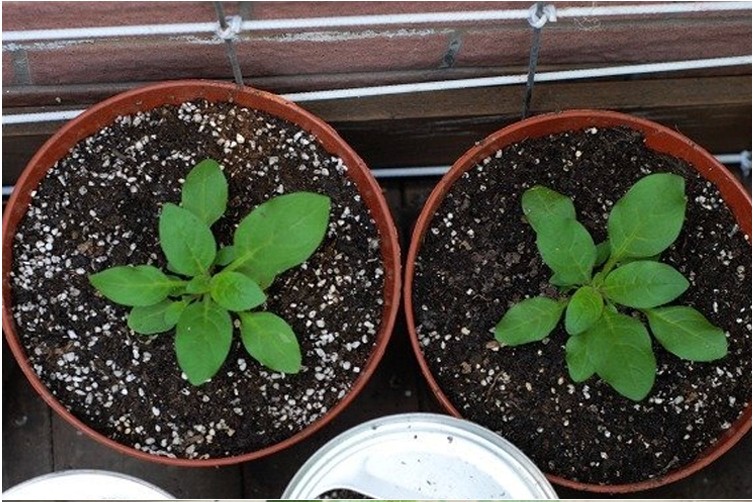 多个品种球根花卉大丽菊地瓜花大丽花种球种子盆栽植物黄莲花