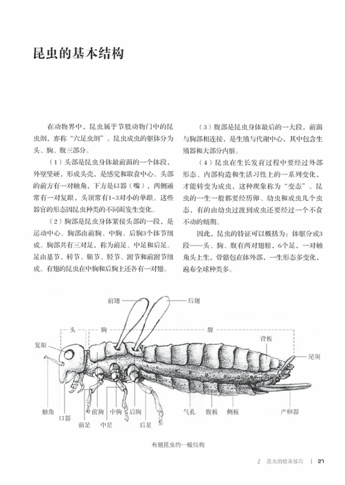 毛毛虫插画工作室,成立于2006年,由获得全国第六届书籍装帧设计金奖的