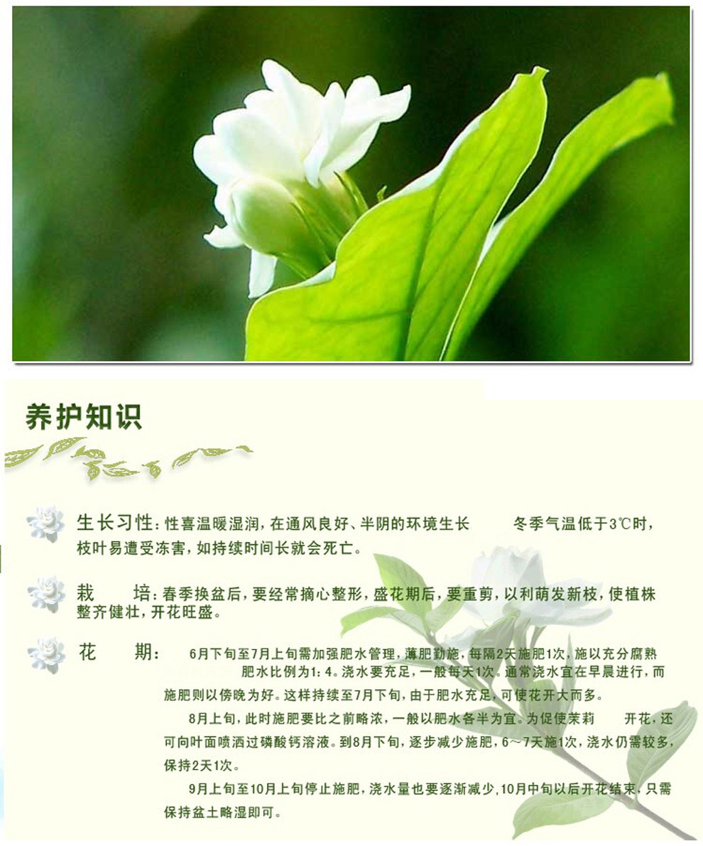 若绿茉莉花苗白色重瓣带花苞双色茉莉香水茉莉银丝风车茉莉花卉盆栽