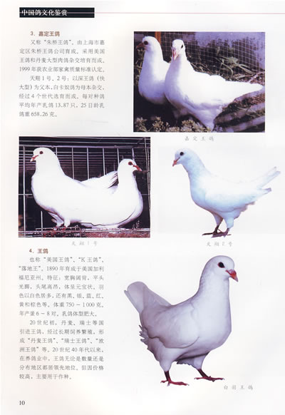 一,鸽子的演化与分类  (一)家鸽由野生原鸽驯化而成  (二)食用鸽丰富