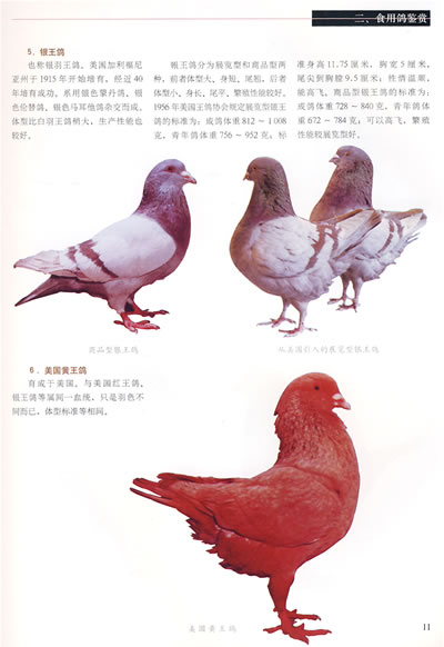 一,鸽子的演化与分类  (一)家鸽由野生原鸽驯化而成  (二)食用鸽丰富