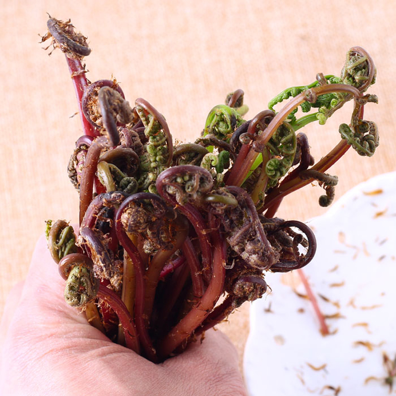 顺丰东北新鲜猴腿菜蕨菜山菜新鲜蕨菜龙爪菜蘸酱菜1kg