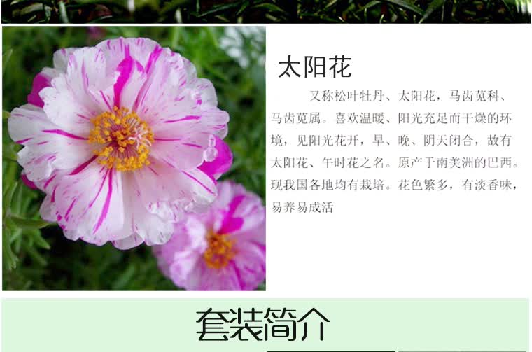 阿克苏河 重瓣太阳花苗 室内外盆栽阳台花卉植物太阳