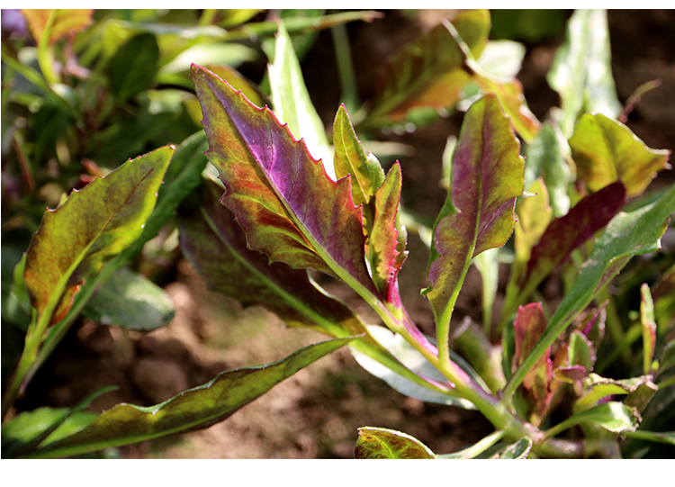密农人家农家种植紫背天葵新鲜蔬菜300g沙拉