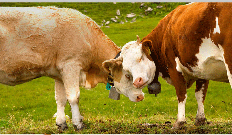 男士牛皮真皮带身无孔无牙滚轴扣用皮带条无头皮带无扣腰带无齿黑咖双