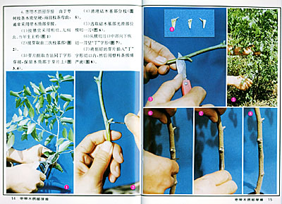 目录 一 嫁接之前  1 砧木准备  2 接穗采集和处理  3 嫁接工具 二