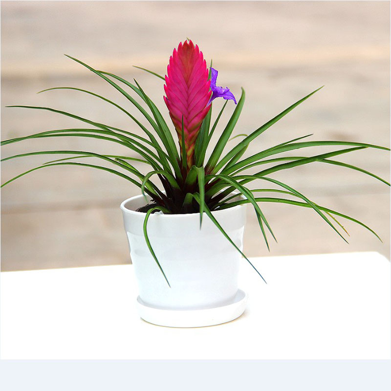 炮弹 铁兰花 盆栽 室内花卉植物铁兰小盆景 紫凤梨 四季常青 铁兰