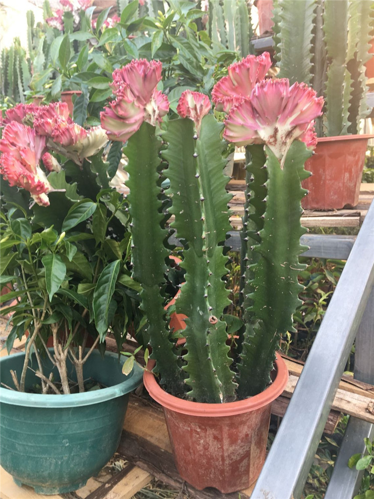 玖枝苑青龙骨盆栽花卉室内植物盆景绿植盆栽龙骨麒麟掌量天尺仙人多肉