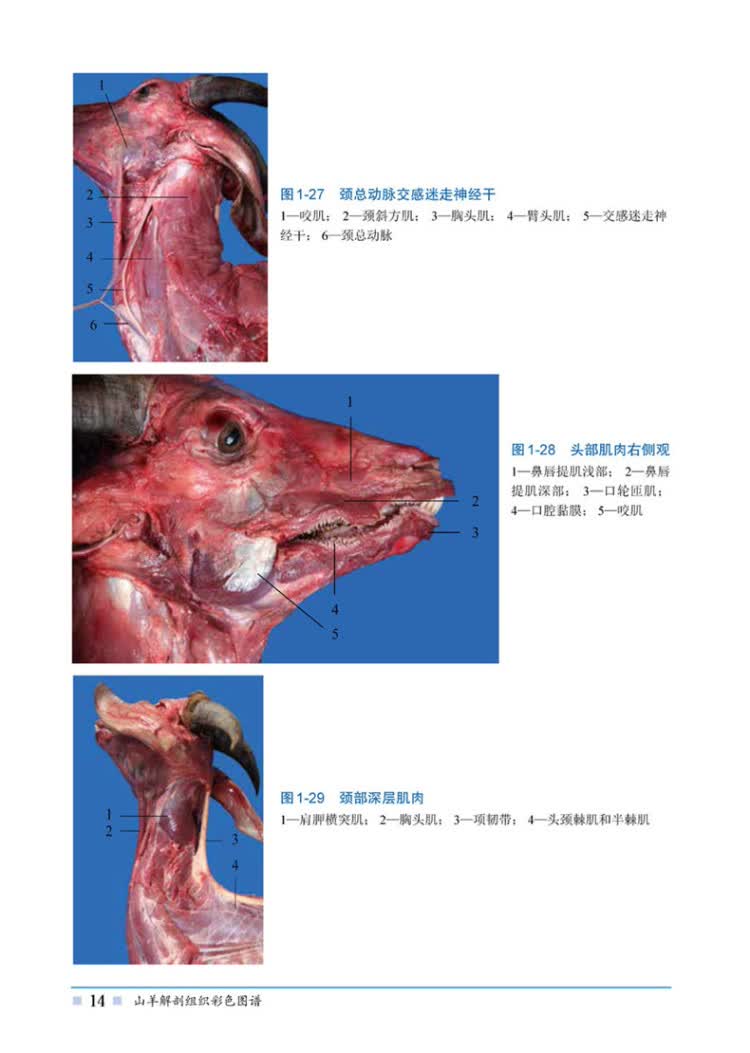 山羊解剖组织彩色图谱 周变华,王宏伟,张旻 化学工业出版社