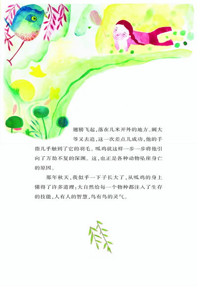 八哥呱鸡企鹅孔雀蜂鸟老雕的故事布谷鸟的秘密山老鸹长尾巴郎蝙蝠