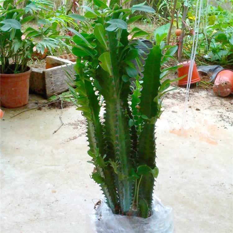 玖枝苑 青龙骨盆栽花卉 室内植物盆景绿植盆栽 龙骨麒麟掌量天尺仙人