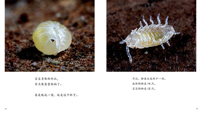 生命的故事系列:诞生了!西瓜虫
