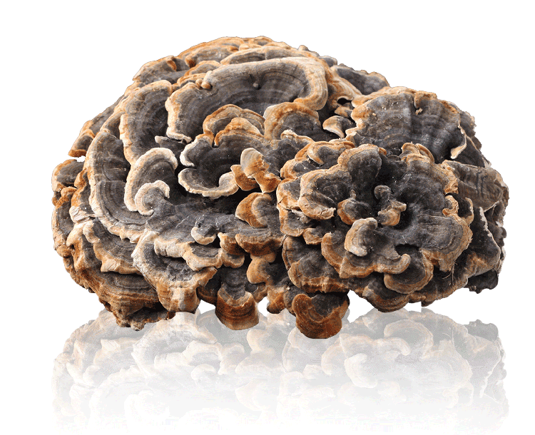 集珍源gemwell的珍稀黄金宝库 【四川大凉山野生灵芝资源库】 四川大