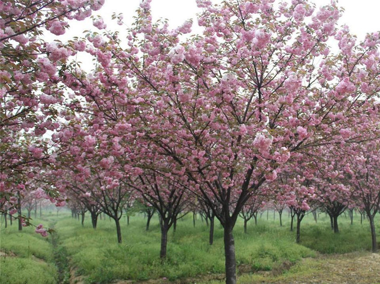 樱花苗 庭院工程绿化苗木 当年开花嫁接早晚樱花盆栽苗木庭院樱花树苗