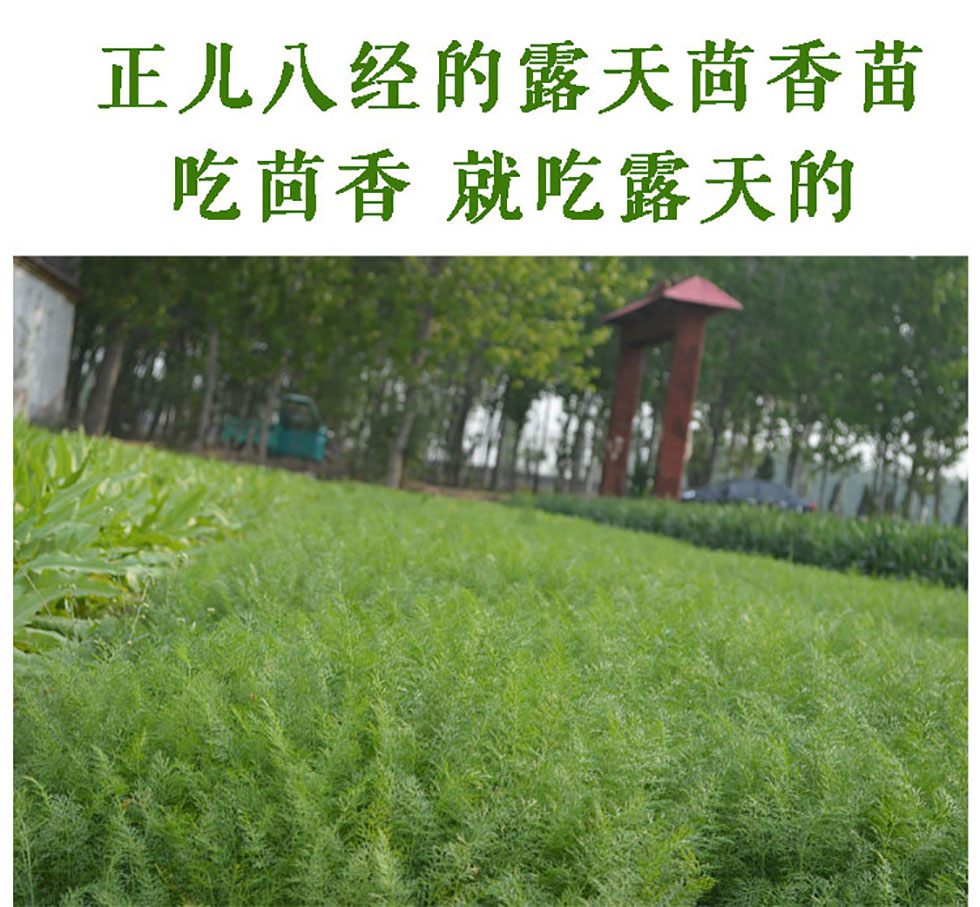 新鲜茴香菜 茴香苗 露天小蔬菜 1kg
