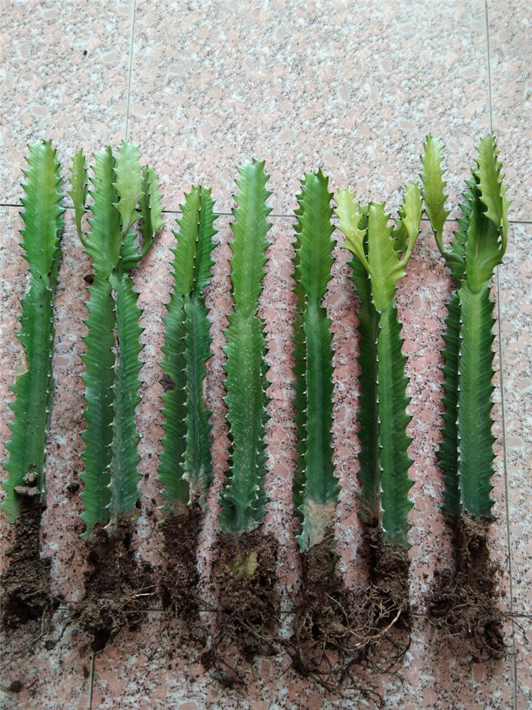 玖枝苑 青龙骨盆栽花卉 室内植物盆景绿植盆栽 龙骨麒麟掌量天尺仙人