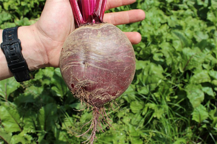 徐州特产农家甜菜根红菜头新鲜时令蔬菜5kg