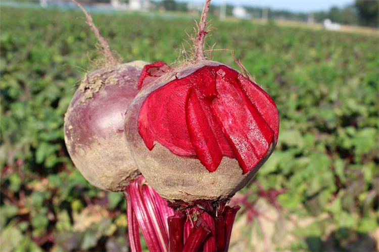 徐州特产农家甜菜根红菜头新鲜时令蔬菜5kg