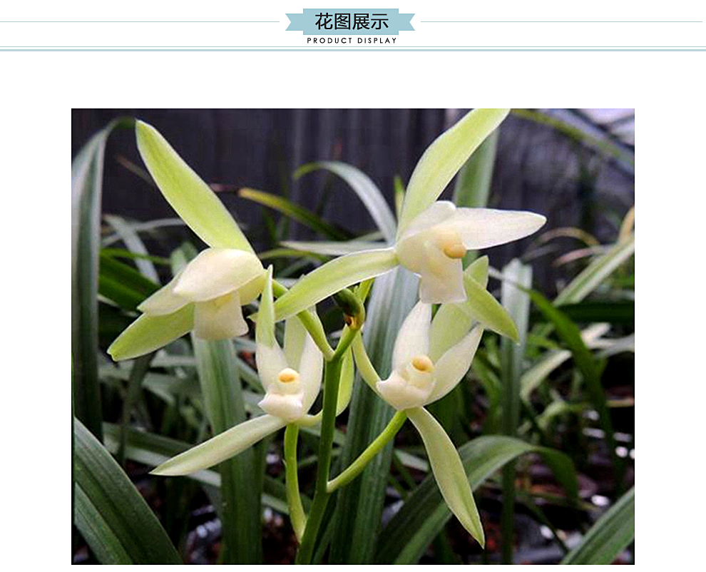 刘阁兰花刘阁兰花建兰四季素心兰花苗大凤素夏带花苞出售办公室内绿植