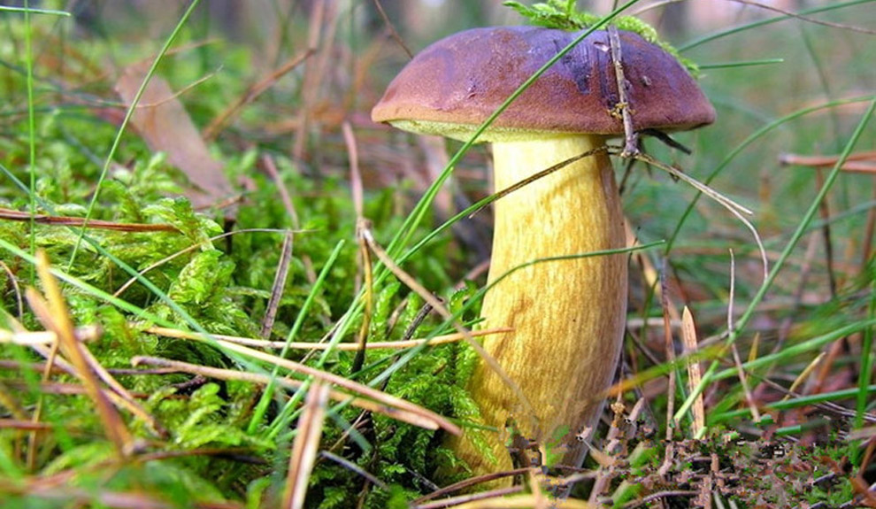 新鲜野生牛肝菌05kg黑牛肝菌美味牛肝菌黄红牛肝菌红葱白牛肝白葱