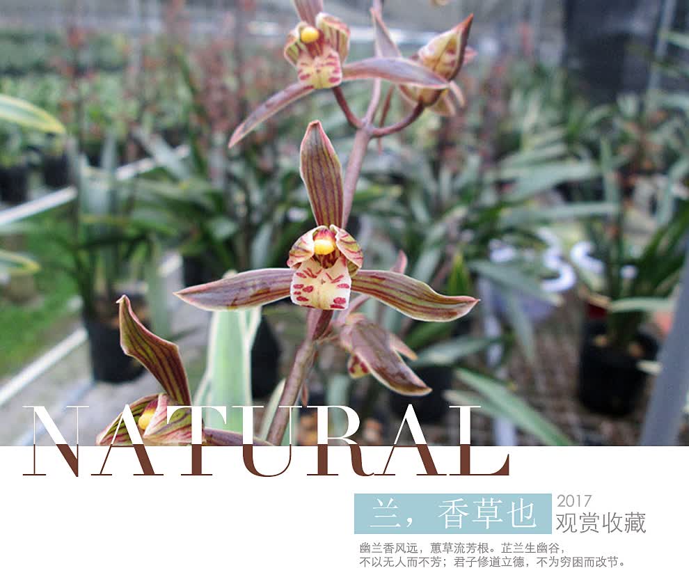 刘阁兰花 墨兰兰花苗 太平洋 罕见金边线艺 现带浓香花苞出售 室内