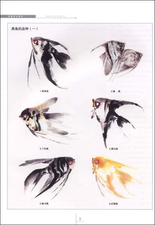 怎样画燕鱼 一,燕鱼的生长特点 二,燕鱼的品种 三,燕鱼的写意画法步骤