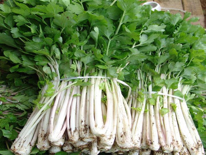 民汇园 雪白芹菜种子 蔬菜种子 四季白芹种子 纤维少 适应广 旱芹菜