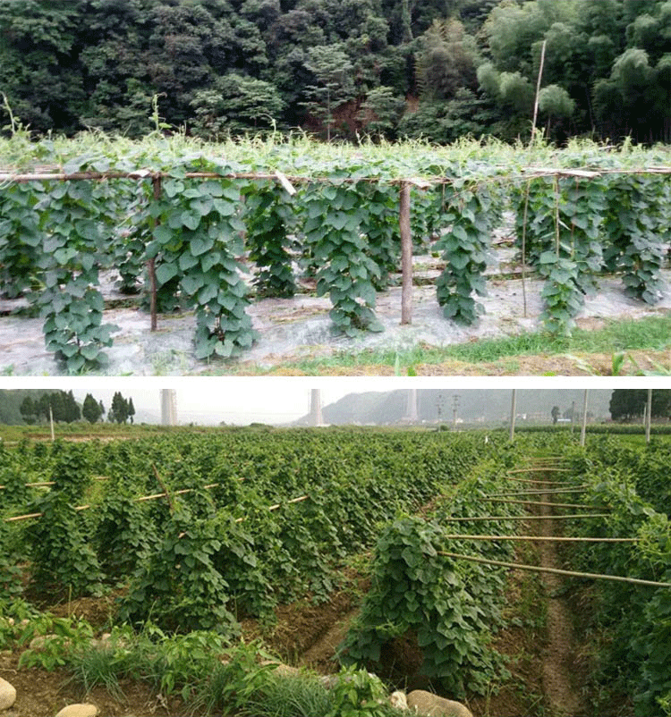 帆儿庄园火参果新鲜水果火生果低糖儿童特色水果4个装单果