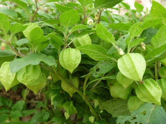 民汇园黄菇娘种子水果种子野生红皮山菇娘种子红菇娘姑娘果种子灯笼果