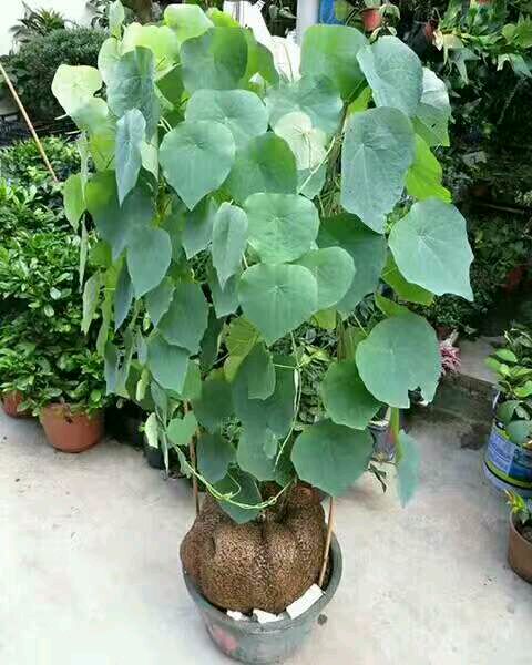 多肉招财龟 山乌龟 奇特植物盆栽 防辐射吊兰净化空气盆景 爬藤绿植