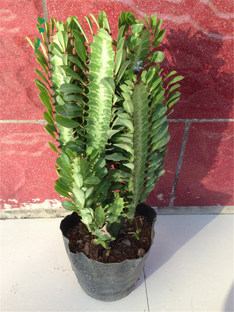 玖枝苑青龙骨盆栽花卉室内植物盆景绿植盆栽龙骨麒麟掌量天尺仙人多肉