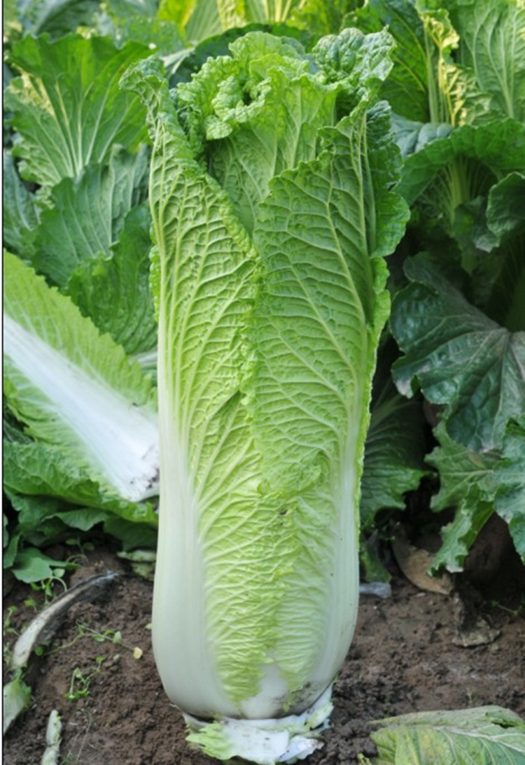 民汇园 晋菜三号大白菜种子 蔬菜种子 杂交白菜种子 生长期80天 叶球