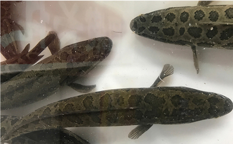 御农大黑鱼酸菜鱼 鲜财鱼财鱼乌鱼术后炖汤鲜活打捞现杀活鱼 2条装共