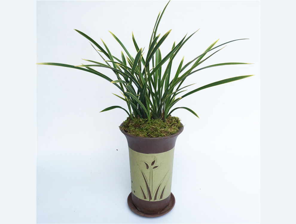 刘阁兰花建兰四季兰锦鹤黄金鹤艺好养易成活兰花苗室内花卉绿植盆栽