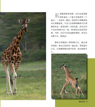 在本书中,你将会了解到有关世界上最高的哺乳动物——长颈鹿的一些