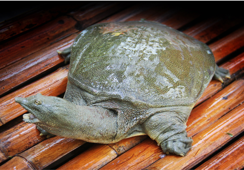 御农优品大甲鱼新鲜活体外塘公母老鳖王八团鱼炖汤甲鱼12斤左右只公母